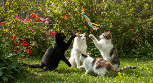 Cats Playing