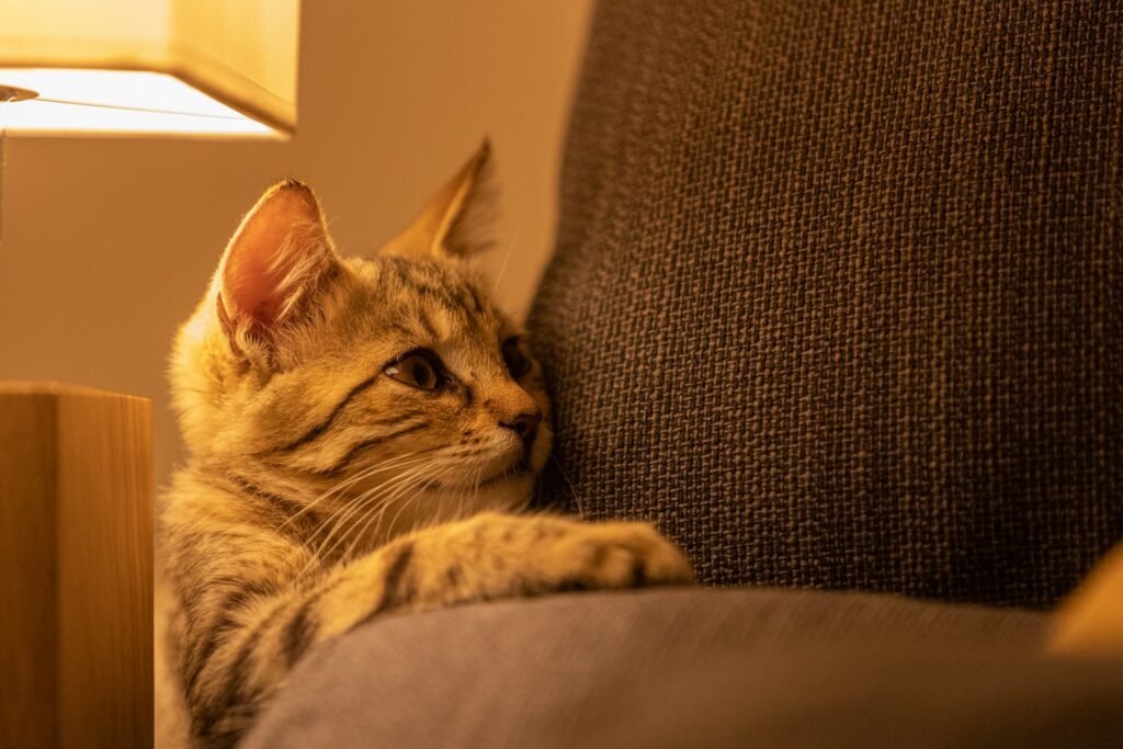 a cat lying on a chair